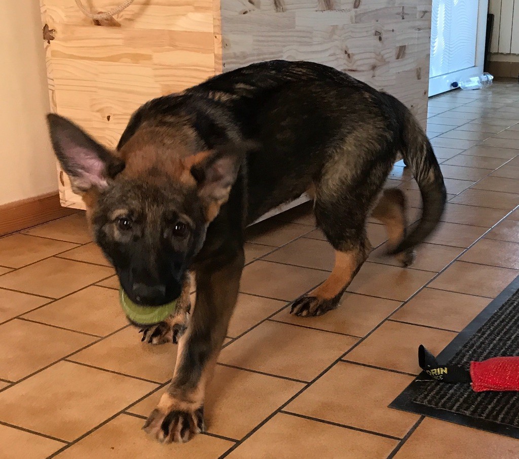 Du Château De Lunéville - Chiots disponibles - Berger Allemand